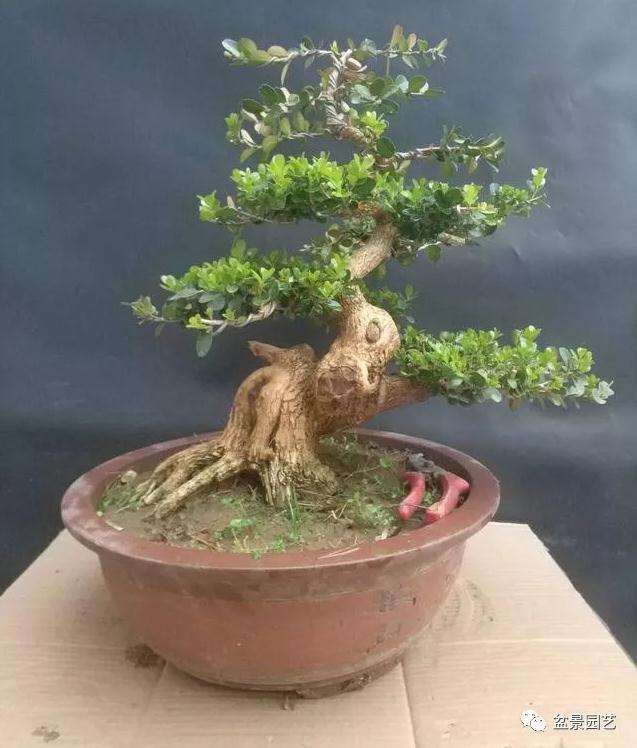 树桩盆景怎么促老催古的方法