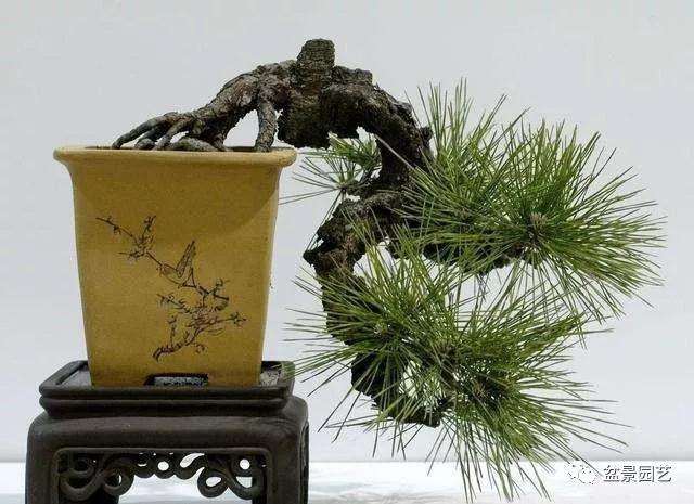 树桩盆景怎么促老催古的方法