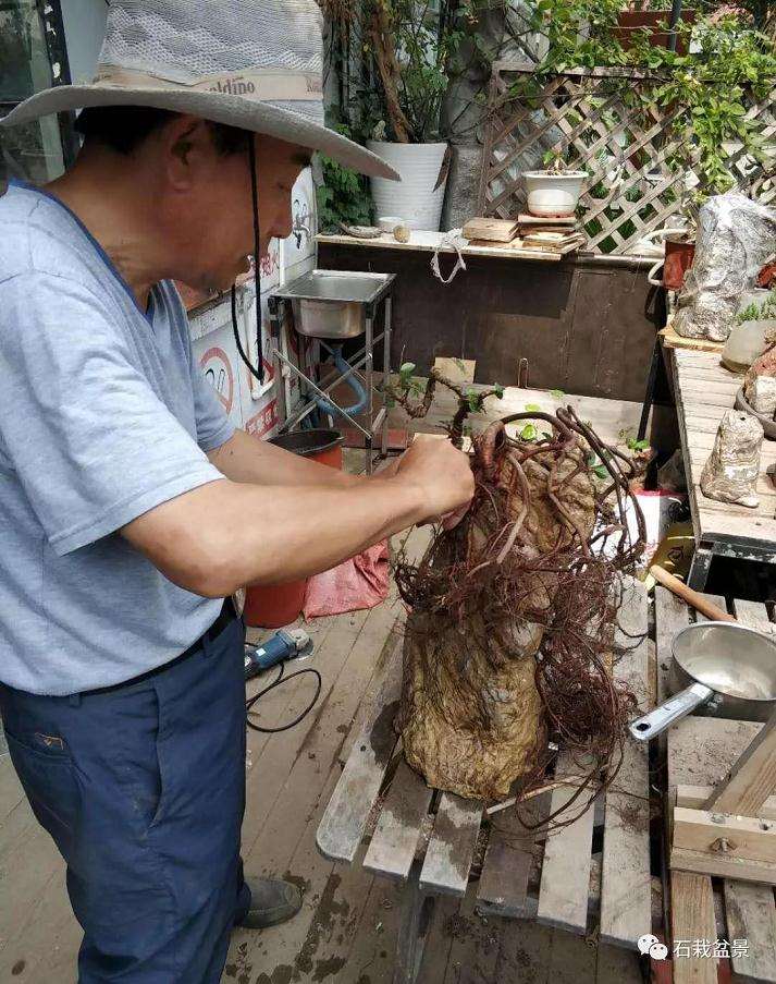 常熟市石栽盆景工作室的地址