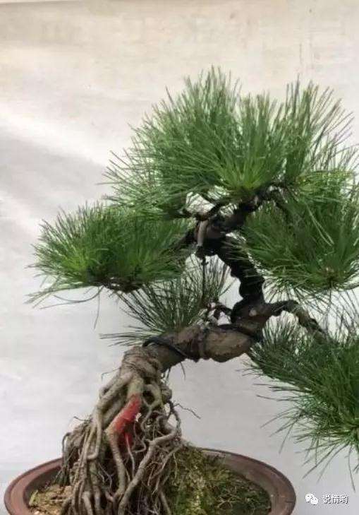 养了5年的黑松提根盆景