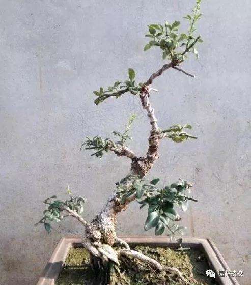 迎春花盆景的最好修剪时间是什么时候