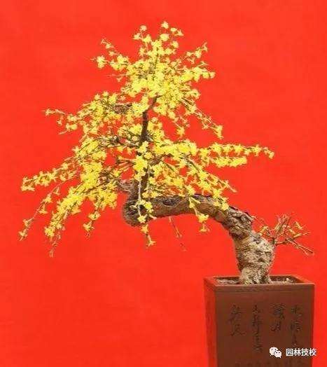 迎春花盆景的最好修剪时间是什么时候