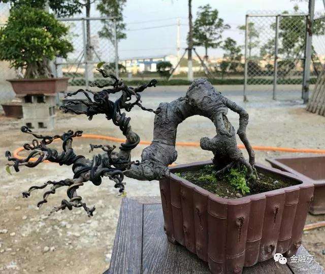 榆树盆景桩头流胶后的3个处理技巧