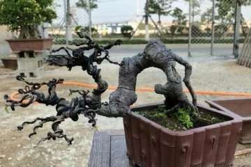 榆树盆景桩头流胶后的3个处理技巧