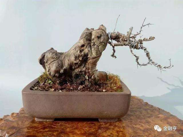 榆树盆景桩头流胶为什么影响存活率