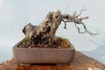 榆树盆景桩头流胶为什么影响存活率