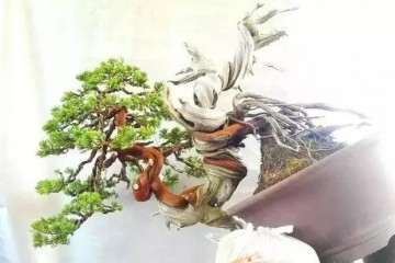 图解 怎么将台湾真柏小苗制作成盆景