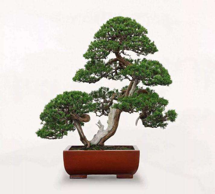 怎么制作双干型盆景的方法