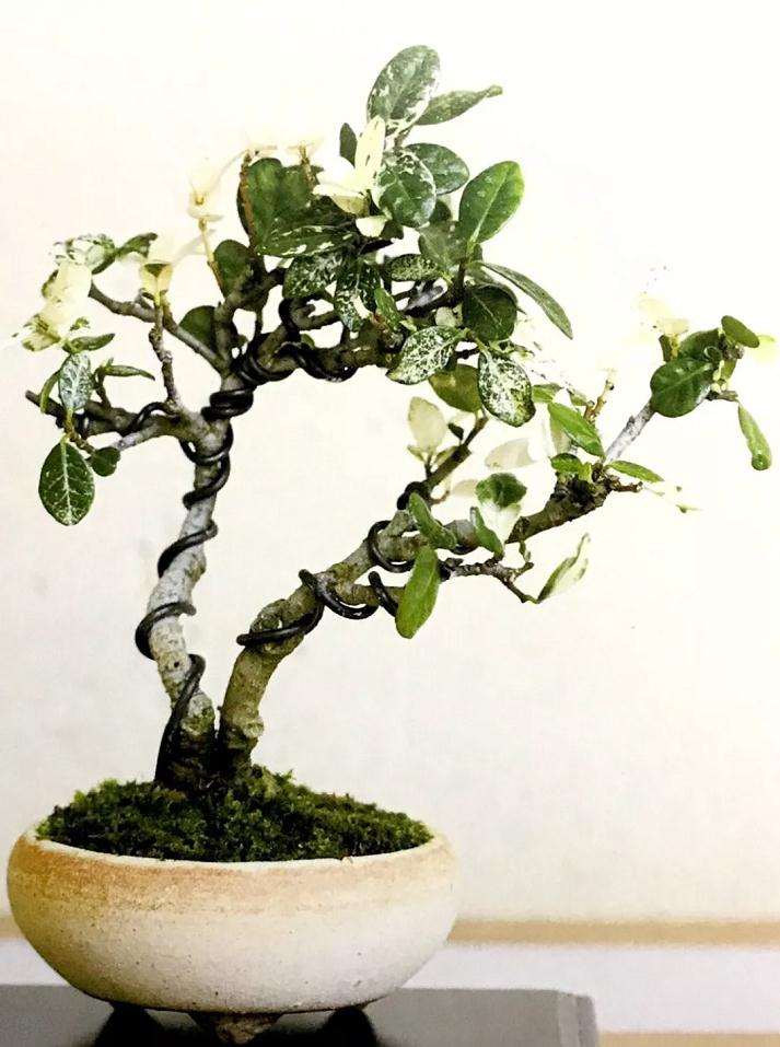 怎么制作双干型盆景的方法