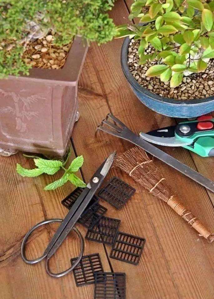 怎么制作双干型盆景的方法