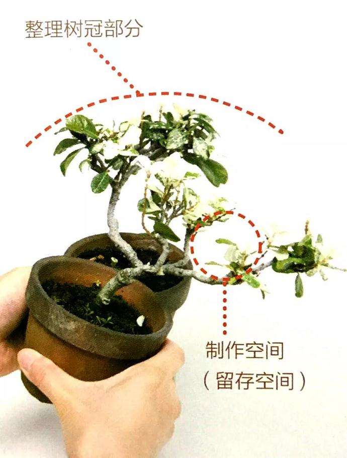 怎么制作双干型盆景的方法