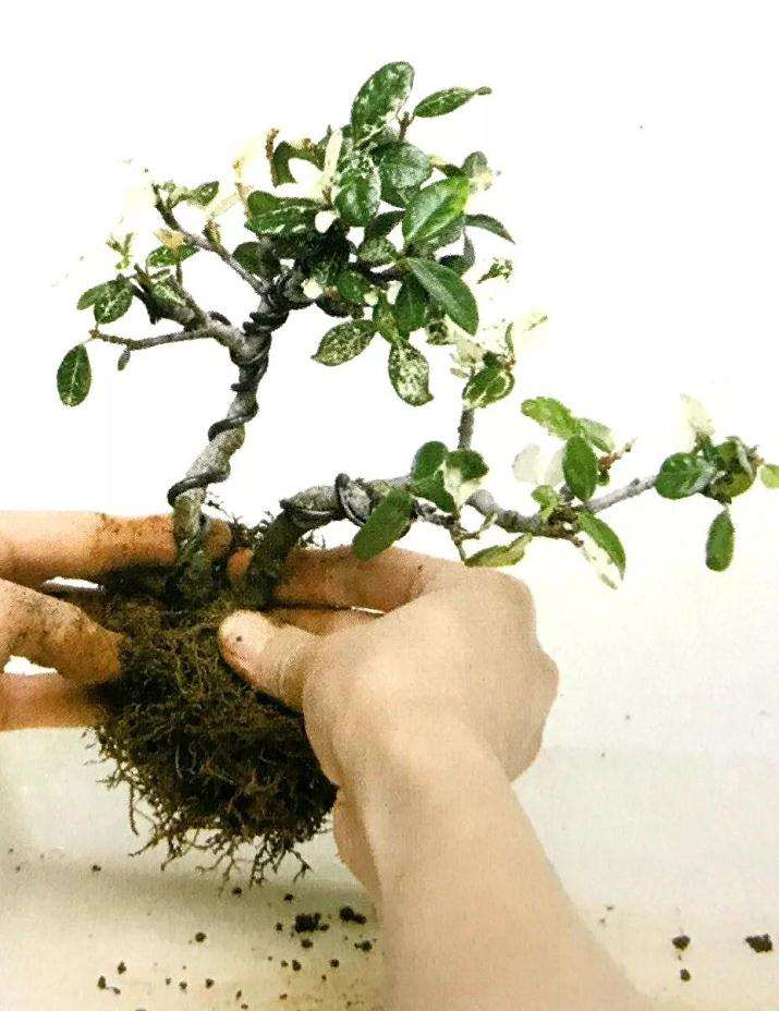 怎么制作双干型盆景的方法