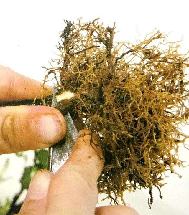 怎么制作双干型盆景的方法