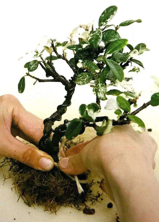 怎么制作双干型盆景的方法