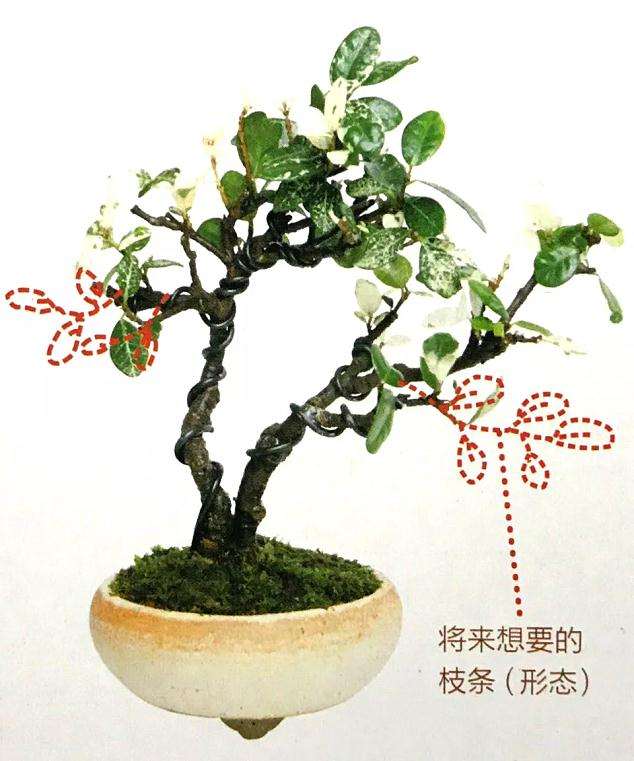 怎么制作双干型盆景的方法