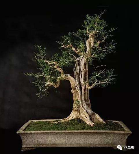 盆景艺术反复推敲