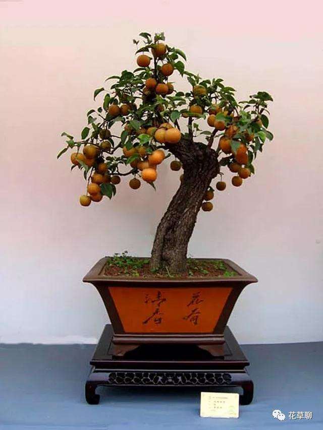 盆景艺术反复推敲