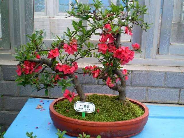 日本海棠盆景在春季开花后怎么扦插