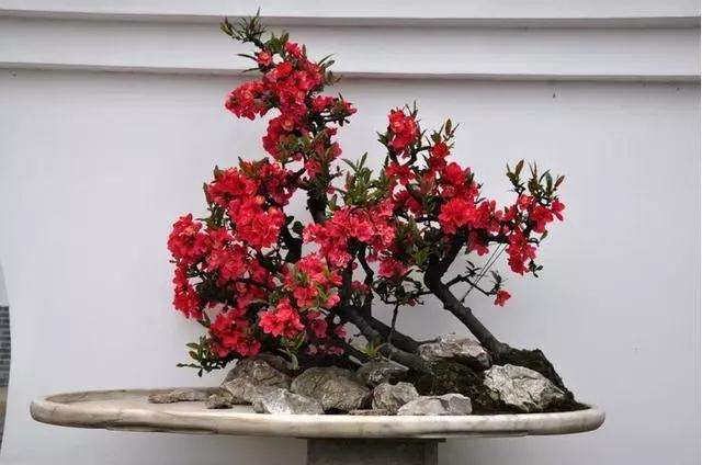 日本海棠盆景在春季开花后怎么扦插