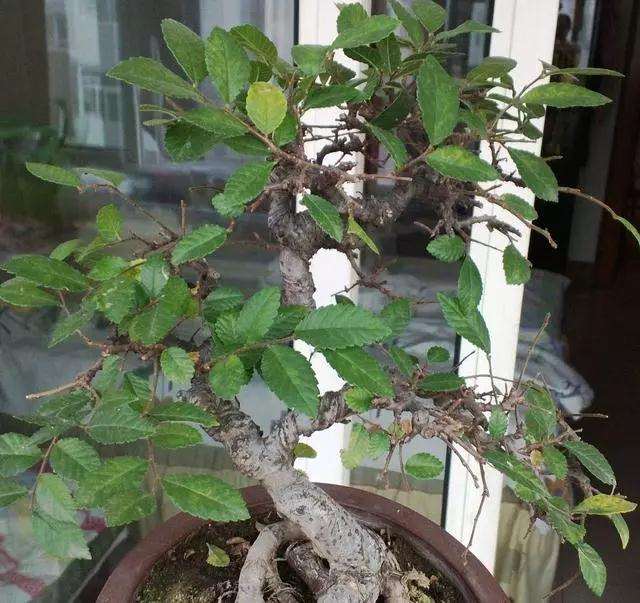 为什么榆树盆景要多光照 常摘叶