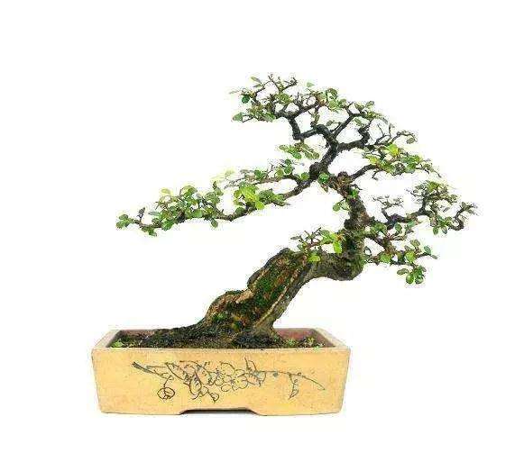 榆树盆景怎么施肥养护的方法