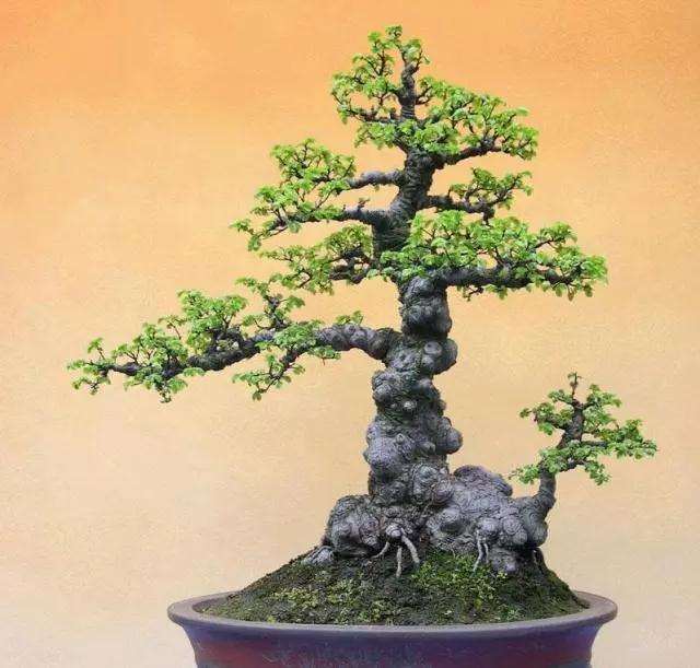 榆树盆景怎么使用花盆和盆土