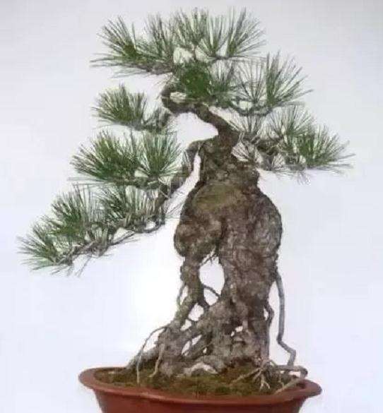 松柏盆景怎么促芽养护的方法