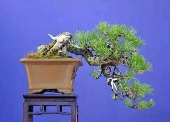 松柏盆景怎么促芽养护的方法