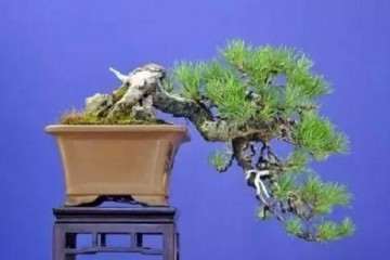 松柏盆景怎么促芽养护的方法 图片