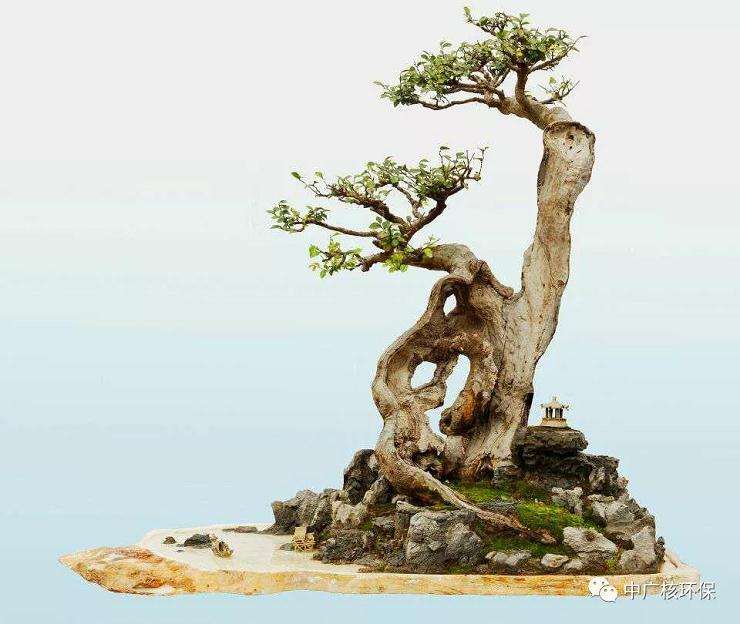 将盆景传统艺术传承下去并发扬光大