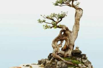 将盆景传统艺术传承下去并发扬光大