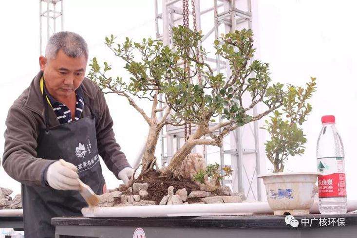 郭少波的盆景屡获行业好评