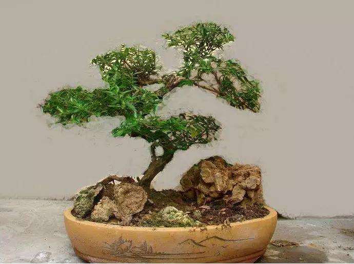 六月雪盆景夏季怎么浇水的方法