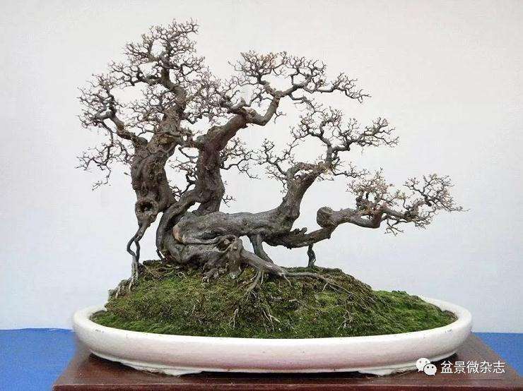 日本盆景价格高于国产盆景短期内是无法扭转的