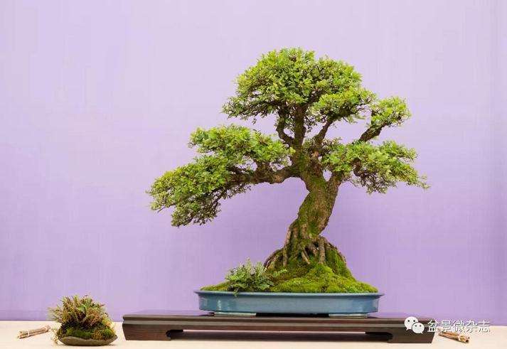 日本盆景价格高于国产盆景短期内是无法扭转的