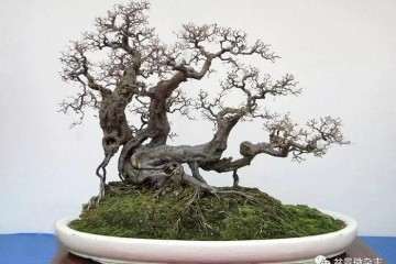 日本盆景价格高于国产盆景短期内是无法扭转的