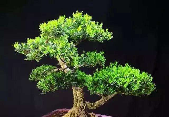 松柏杂木盆景怎么用土的方法