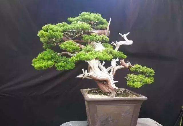 松柏杂木盆景怎么用土的方法