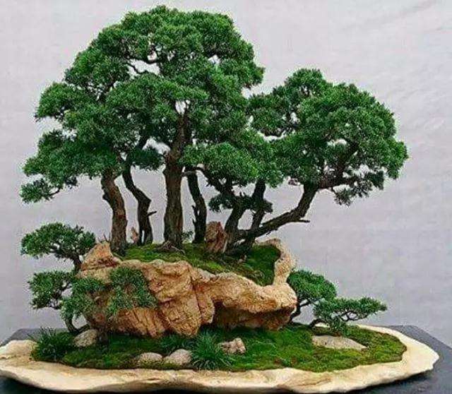 丛林式盆景怎么造型设计的方法