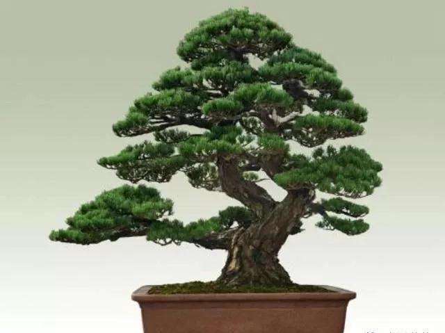 松树盆景换盆时间是什么时候