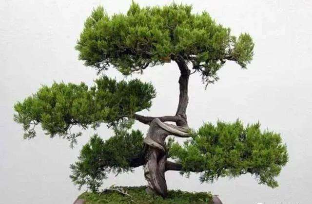 松树盆景换盆时间是什么时候