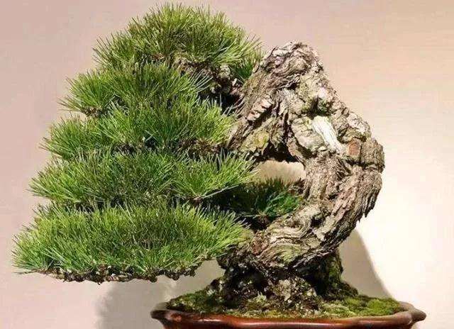 松树盆景换盆时怎么萱蕚花盆与土壤