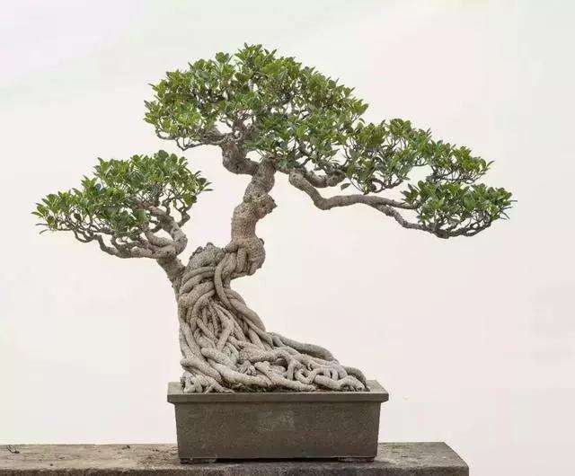 图解 泉州榕树盆景怎么栽培与造型