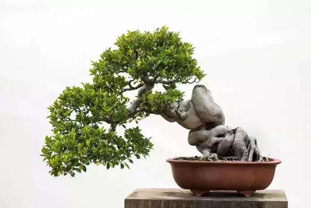 图解 泉州榕树盆景怎么栽培与造型