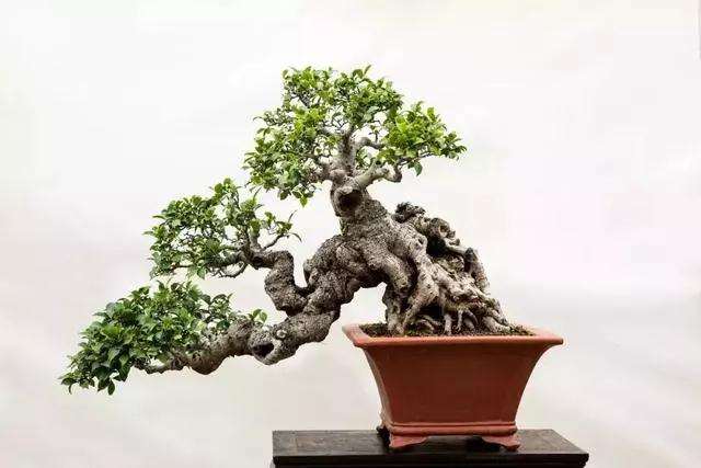 图解 泉州榕树盆景怎么栽培与造型