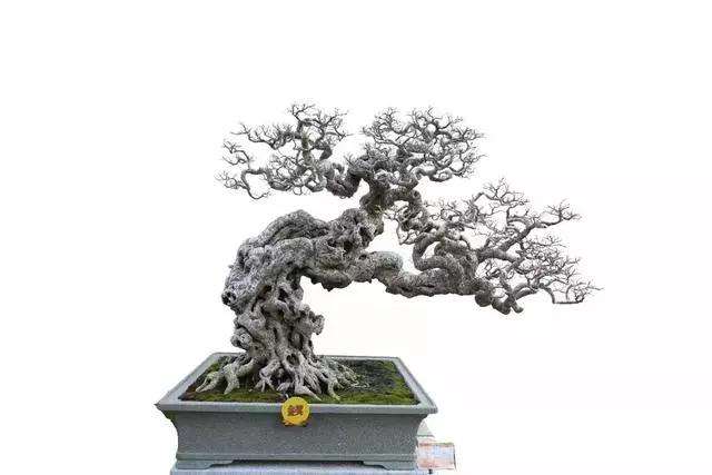 图解 泉州榕树盆景怎么栽培与造型