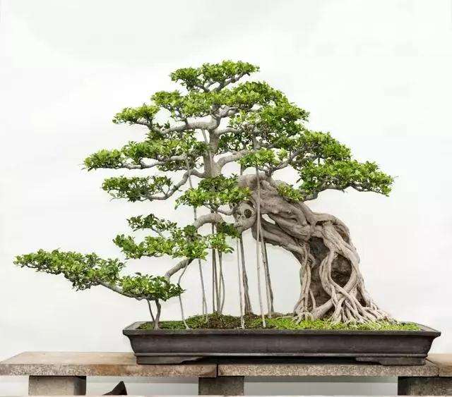 泉州榕树盆景的5个创作心得