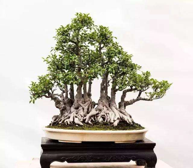 泉州榕树盆景的5个创作心得