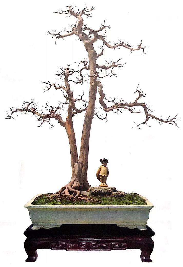 图解 盆景怎么修剪的基本方法