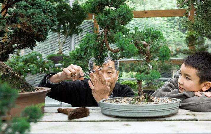 图解 盆景怎么修剪的基本方法